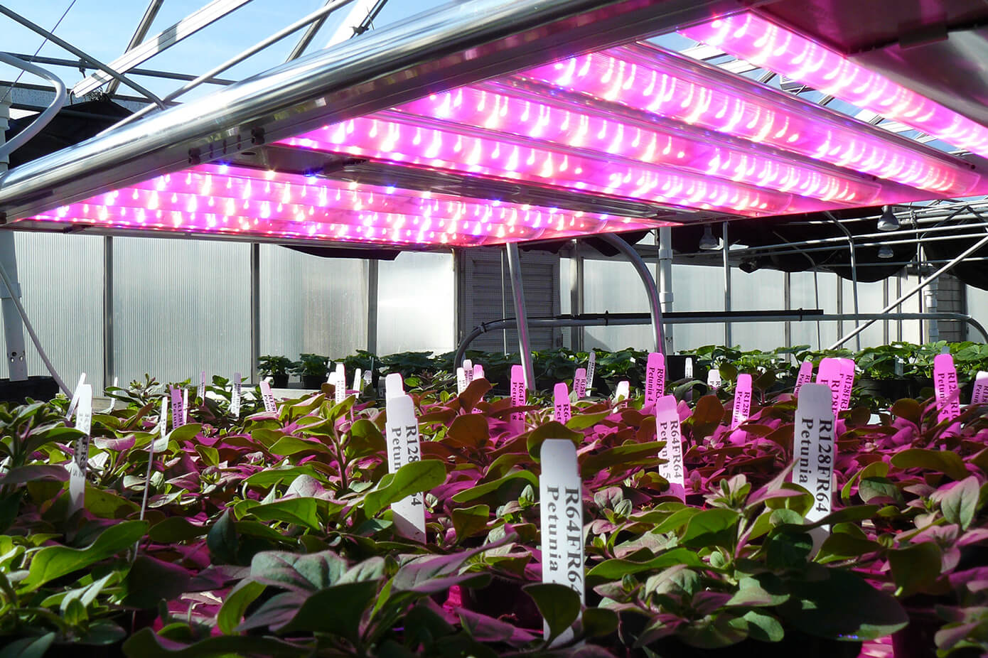 lighting_horticulture_LEDs_spectral_sensor_technology_dam-499395_1390x956